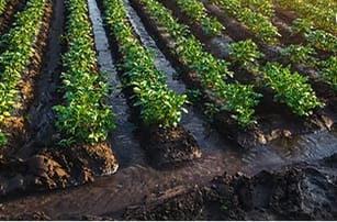 El riego es un arma de dos filos