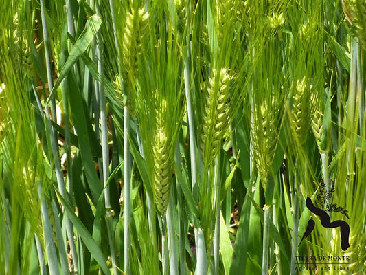 A proposal for regenerative agriculture