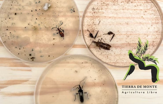 Hongos entomopatógenos para el control de insectos en la agricultura