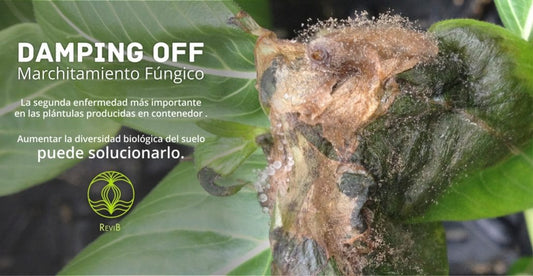 Control de Pythium: uno de los agentes causantes del Damping Off