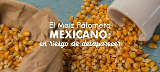 Maiz palomero mexicano en riesgo de desaparecer