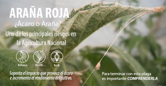 La araña roja: un caso de incomprensión peligroso