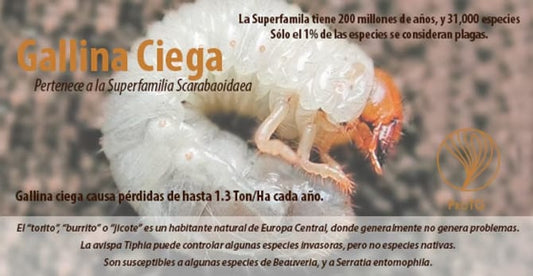 La maravillosa estructura de un escarabajo