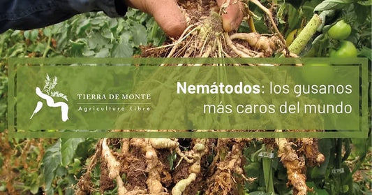 Nematodos: los gusanos más caros del mundo