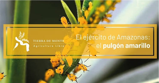 El ejército de Amazonas: el pulgón amarillo