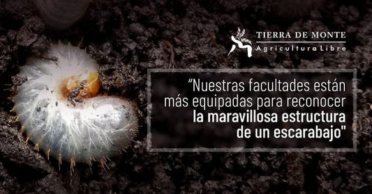 “Nuestras facultades están más equipadas para reconocer la maravillosa estructura de un escarabajo"