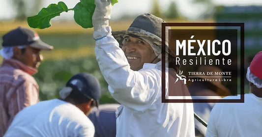 México Resiliente: La capacidad de aprovechar los aires cambio