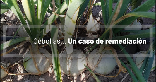 Cebollas... un caso de remediación