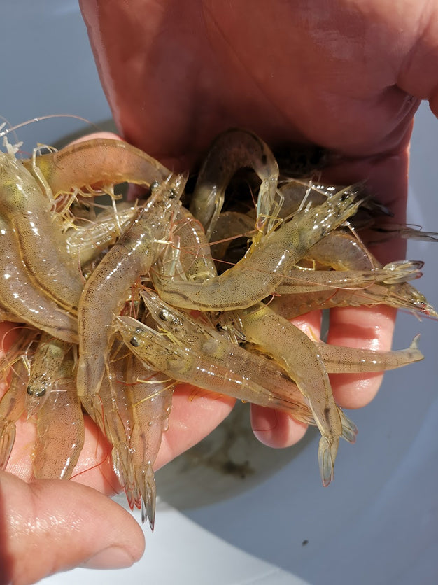 Camarones frescos para acuacultura.