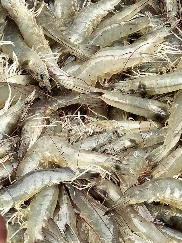 Lote de camarones para producción acuícola.