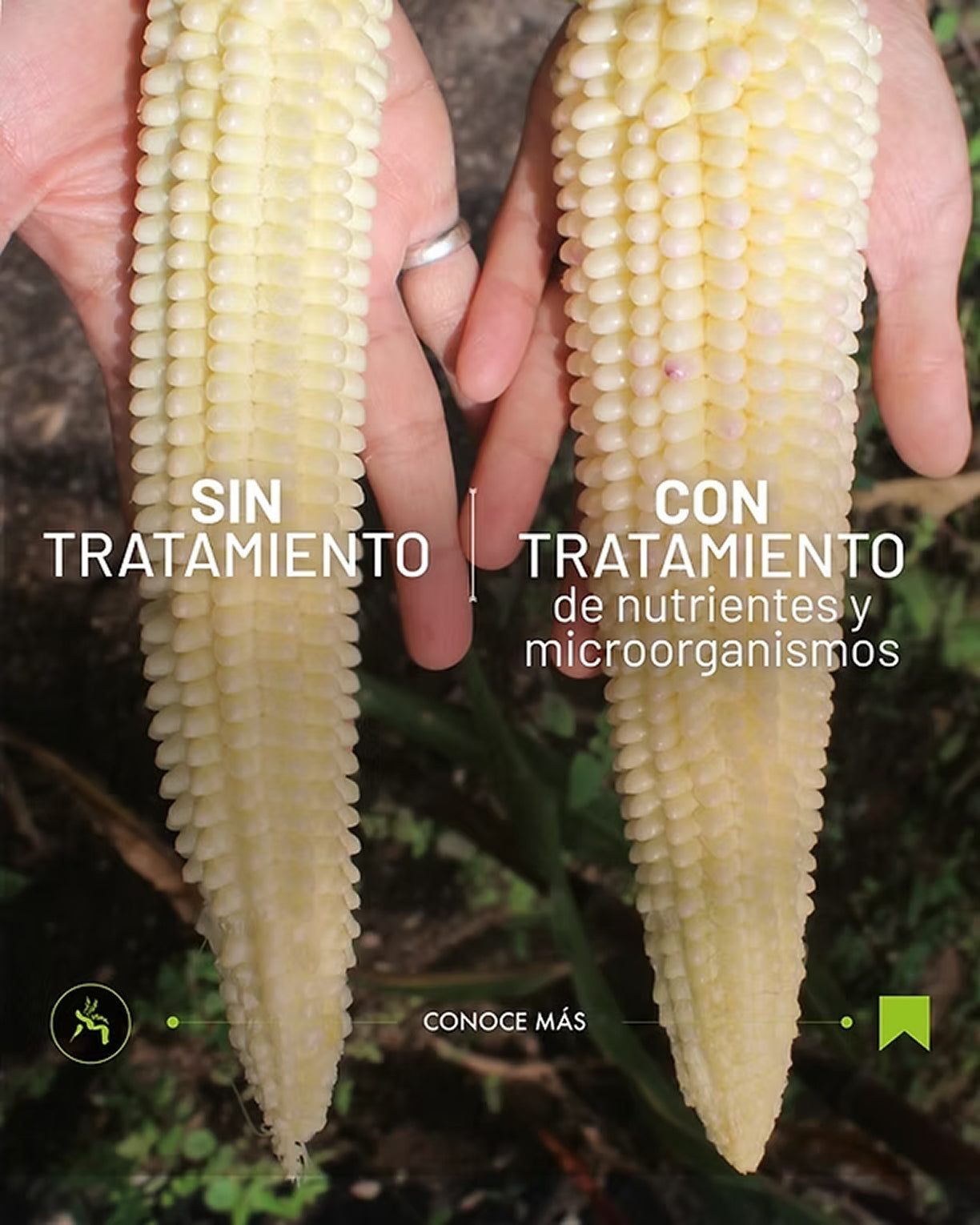 Comparación de elote con y sin CreCR.