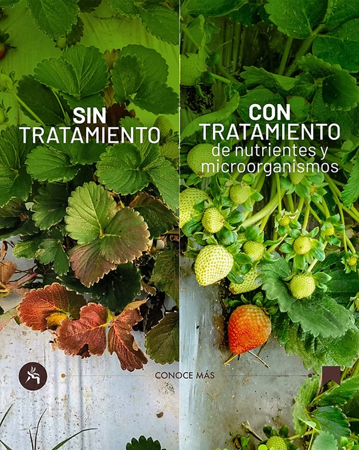 Comparación de cultivo con y sin FloreC.