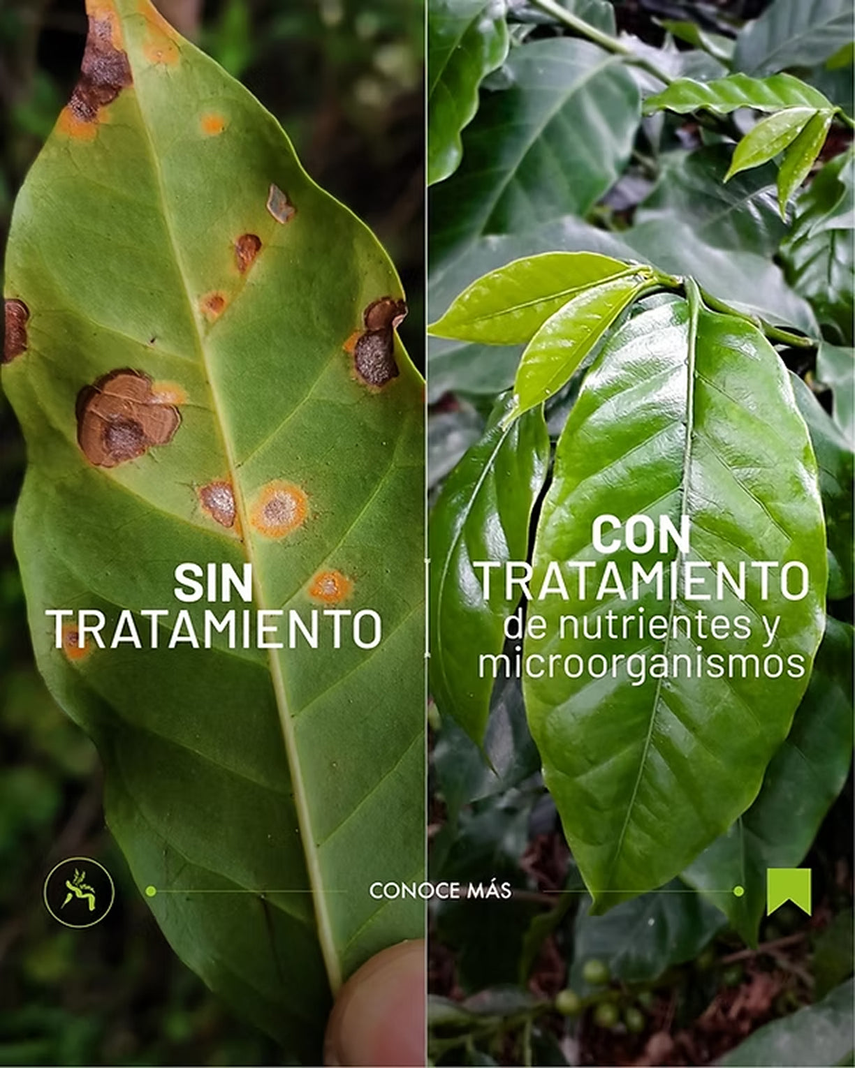 Comparación de hojas con y sin FoliaG FoliaCa.