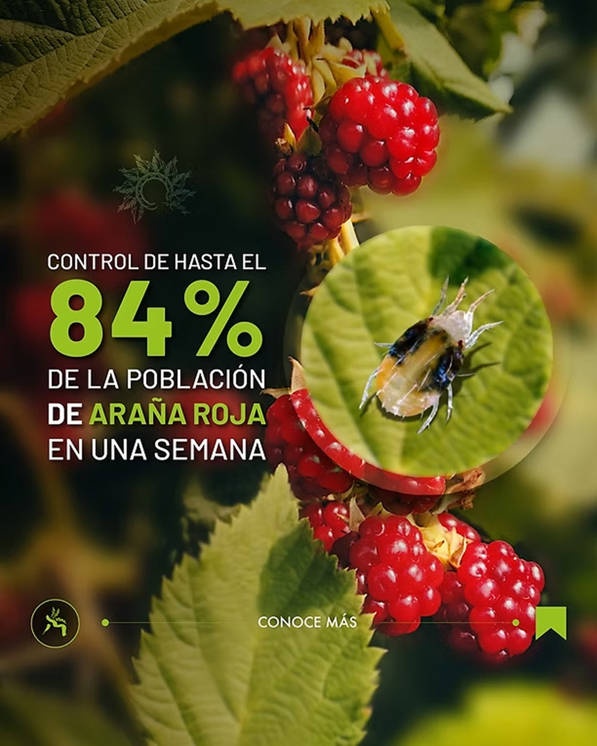 Control biológico de plagas con LanZ en berries.