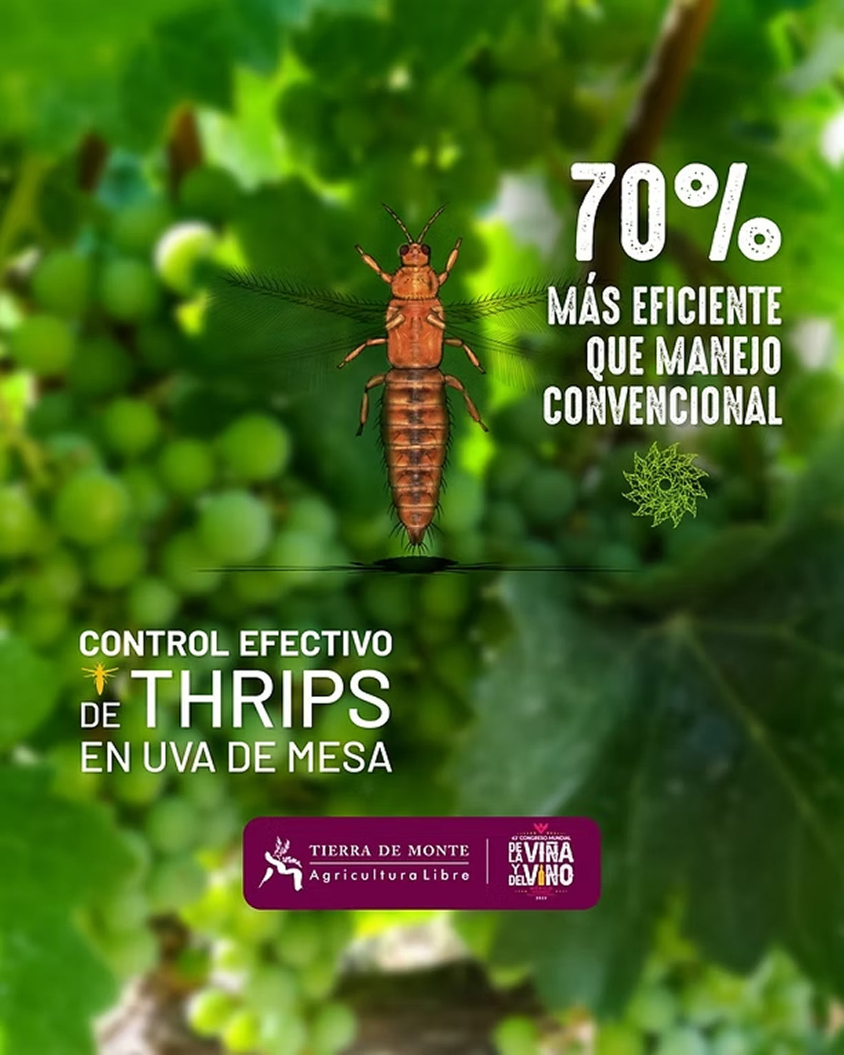 Thrips controlados con ProTeG en cultivo.
