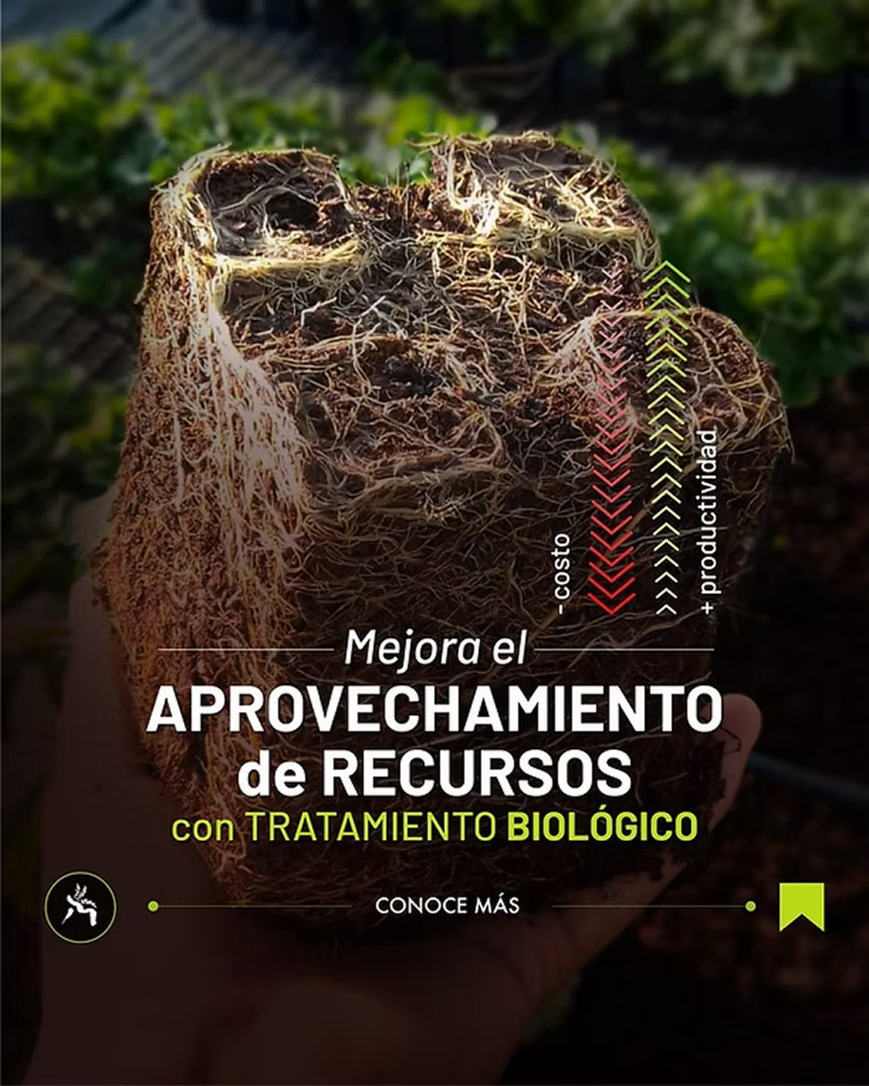 Raíces más fuertes con bioinsumo Refuerza.