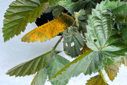 Prevenir enfermedades en los cultivos, promueve la soberanía alimentaria.