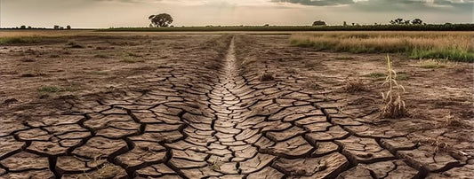 Día Internacional de la Madre Tierra: El potencial regenerativo en la salud del suelo y del planeta