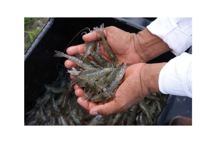 RMS (Running Mortality Syndrom): de estanques camaroneros y tacos de moronga