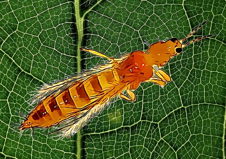 Hombres necios que acusáis a los Thrips sin razón...