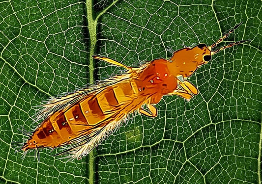 Hombres necios que acusáis a los Thrips sin razón...