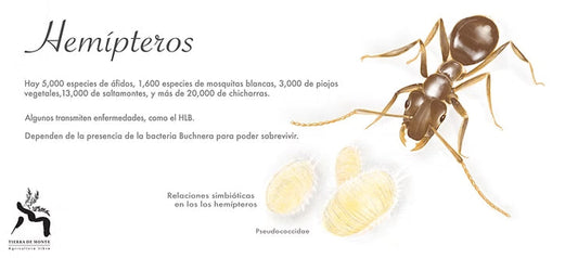 Los hemípteros comen comida chatarra