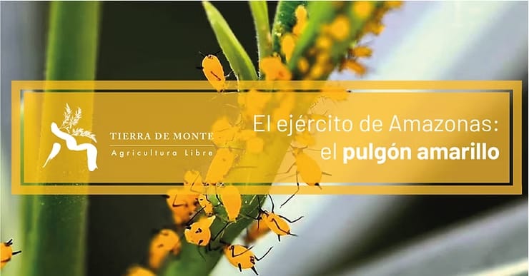 El ejército de Amazonas: el pulgón amarillo