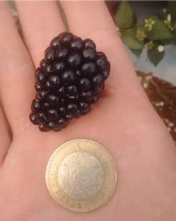 Cosecha de Berries muy productiva en Cd. Guzmán