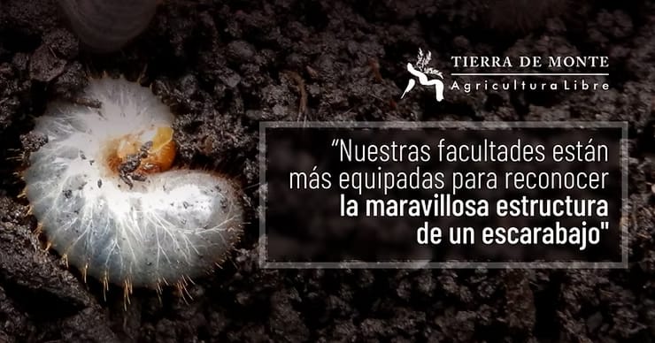 “Nuestras facultades están más equipadas para reconocer la maravillosa estructura de un escarabajo"