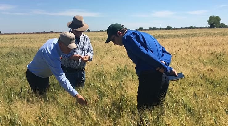 Trigo en el Valle del Yaqui
