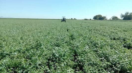 Garbanzos en Sonora