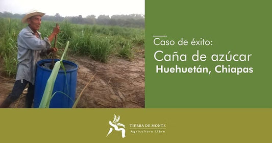 Caso de éxito: Caña en Huehuetán Chiapas