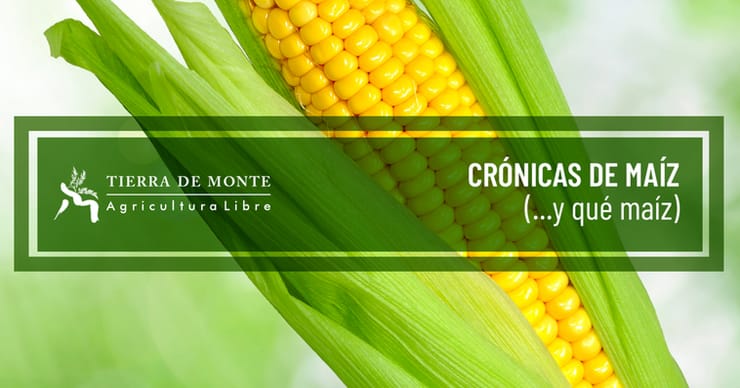 Crónica de un maíz (y qué maíz)