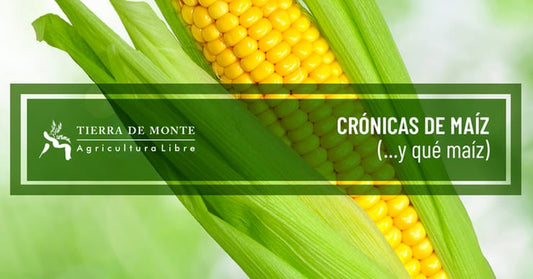 Crónica de un maíz (y qué maíz)