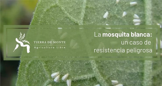 Cuando el remedio sale peor que la enfermedad. La mosquita blanca: un caso de resistencia peligrosa