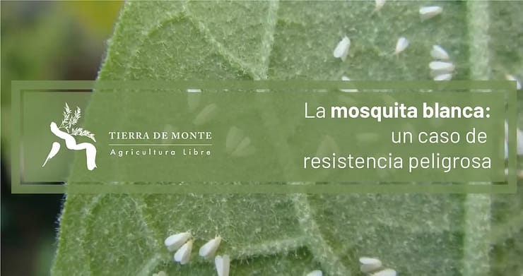 Cuando el remedio sale peor que la enfermedad. La mosquita blanca: un caso de resistencia peligrosa