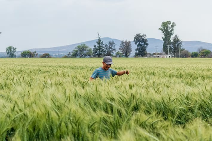 La agricultura puede construir paz