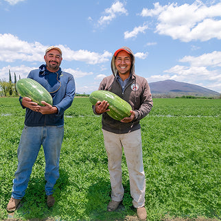 Productores en campo de sandía.