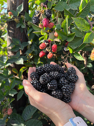 Cosecha de berries en cultivo.