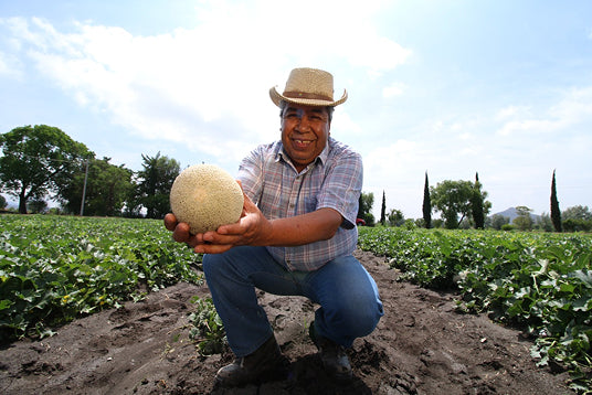 Productor trabajando en cultivo agrícola.