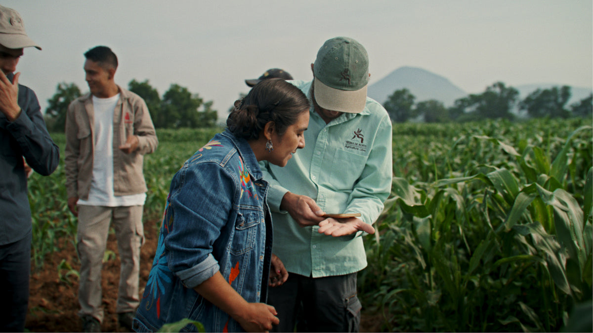 Equipo técnico revisando cultivo en campo agrícola